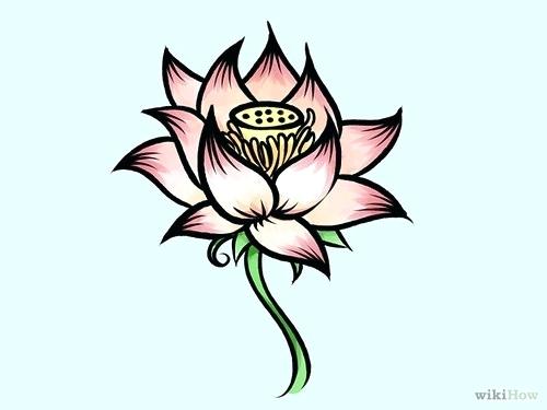500x375 Drawings Of Lotus Flowers Draw Lotus Flower Tattoo Zupa