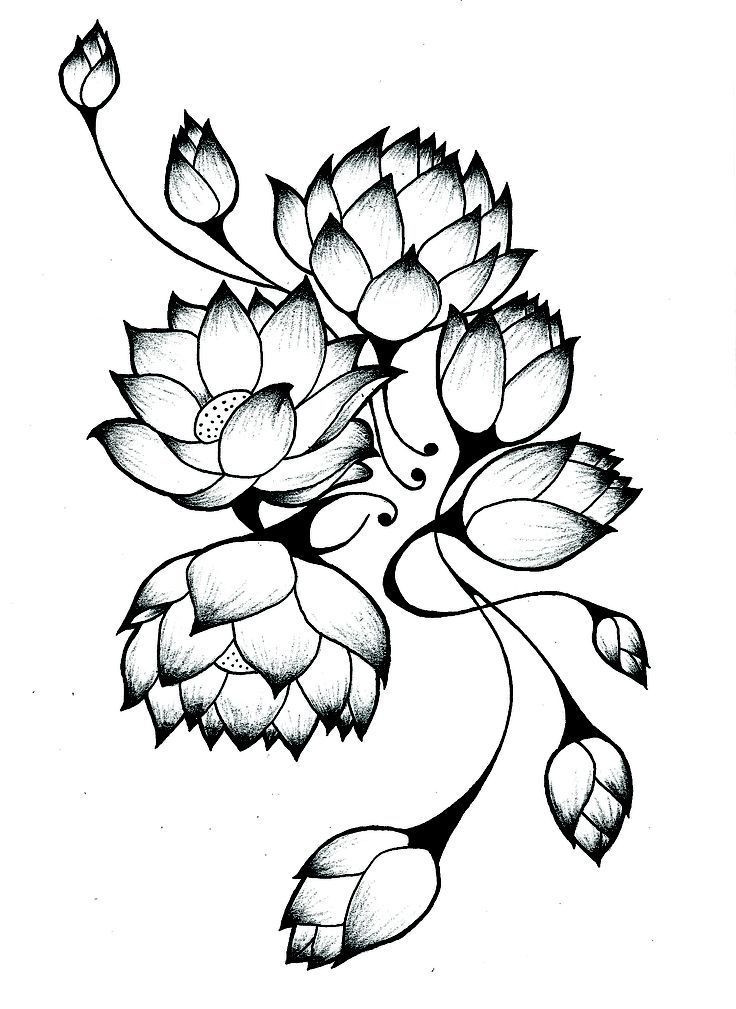 736x1009 Lotus Flower Drawings For Tattoos Lotus Flower Drawings