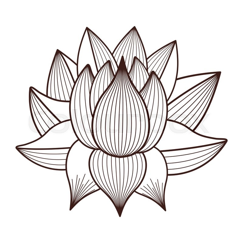 800x800 Lotus Flower Drawing Isolated Icon Stock Vector Colourbox