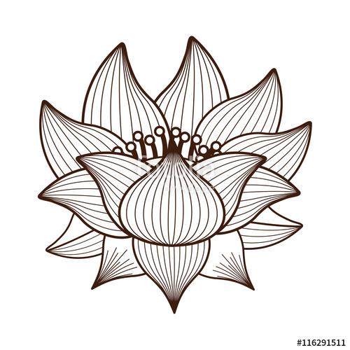 500x500 Lotus Flower Drawing Isolated Icon Design, Vector Illustration