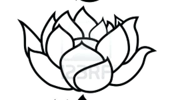 570x320 Drawing Lotus Flower Drawing Lotus Flower Pink