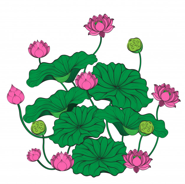 626x621 Lotus Tree Vector