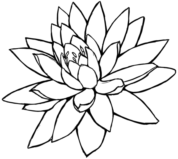 Lotus Flower Drawing Pictures