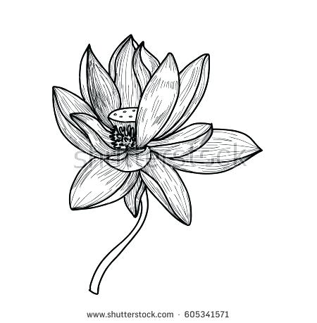450x459 Sketch Of Lotus Flower Nip