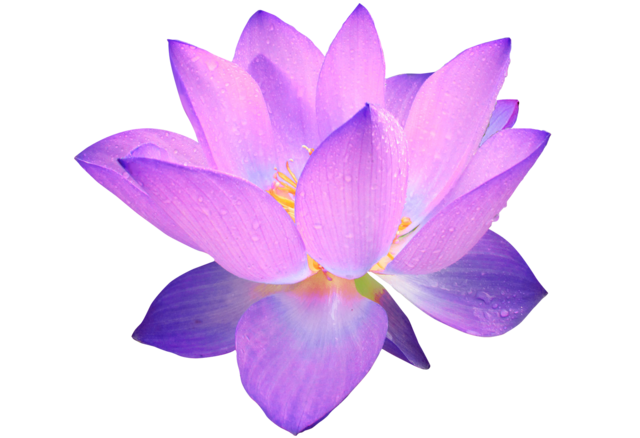 640x438 Lily Lotus Transparent Png Clipart Free Download