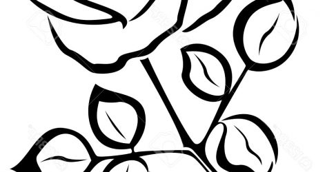 471x250 Black And White Lotus Flower Drawing Gif Tumblr Images Lily Design