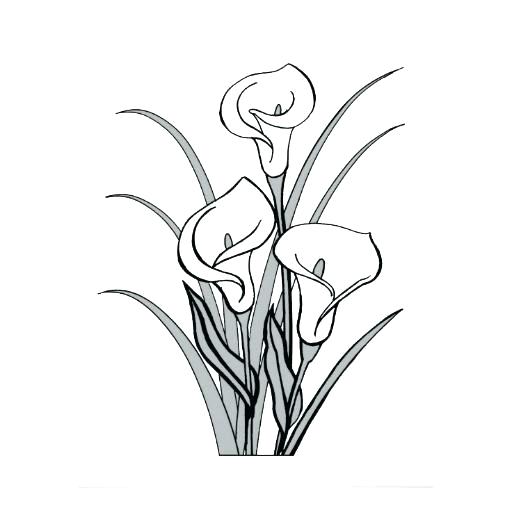 512x512 calla lily drawing calla lily drawing step