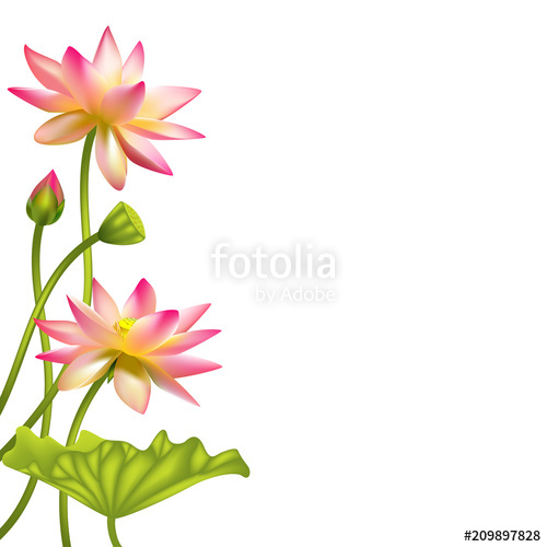 500x500 Lotus Flowers Floral Background Water Lily Buds Petals