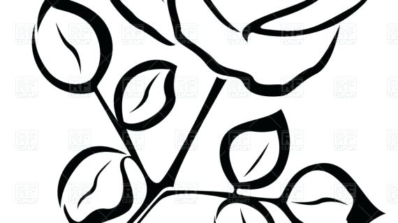 570x320 Roses Stylized Flower Bouquet Hand Drawing Outline Icon A Stylized