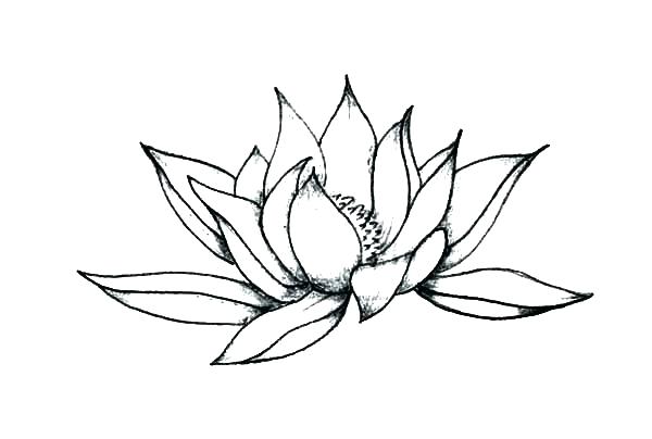 600x404 Lotus Flower Coloring Pages Lotus Flower Tattoo Coloring Pages