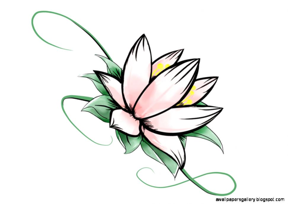 972x691 Simple Lotus Flower Drawing Wallpapers Gallery