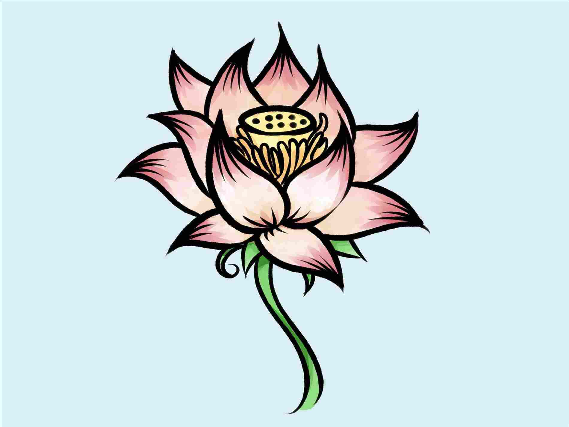 Lotus Flower Pencil Drawing | Free download on ClipArtMag