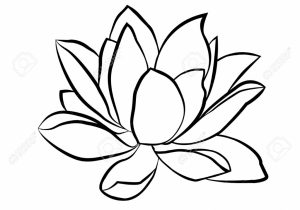 300x210 Drawn Lotus Flower Realistic Lotus Flower Drawing At Getdrawings