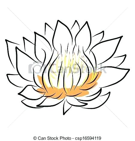 450x470 Lotus Drawing