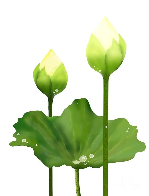 600x786 Fresh White Lotus Flowers And Leaf On White Background Poster