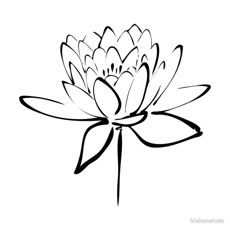 736x736 Lotus Flower Drawing