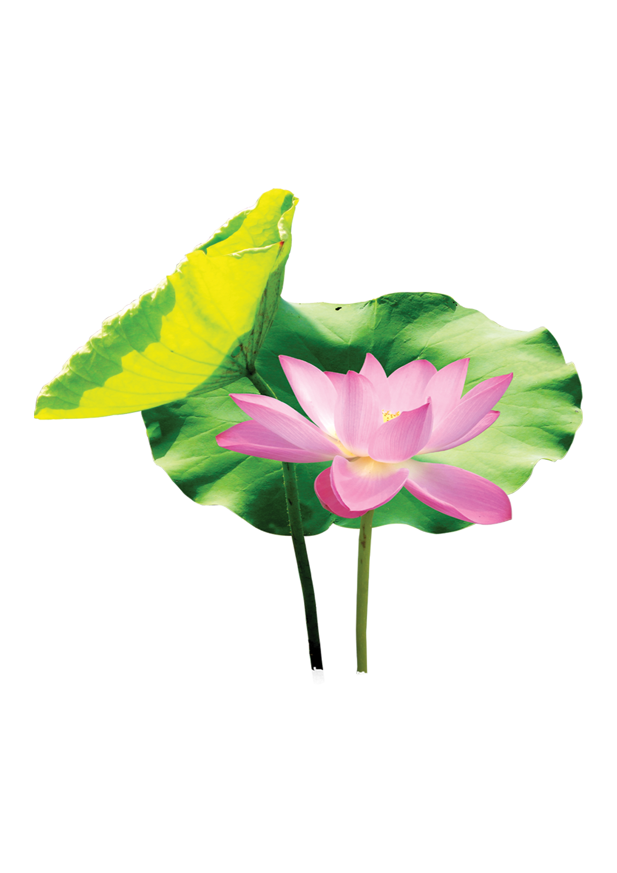 2480x3508 Lotus Leaf Clipart