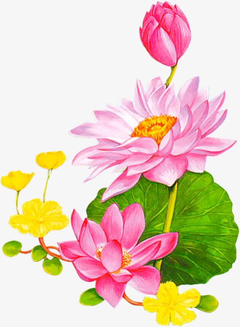 477x650 Lotus Lotus Leaf Cartoon Pattern Background Decoration, Lotus