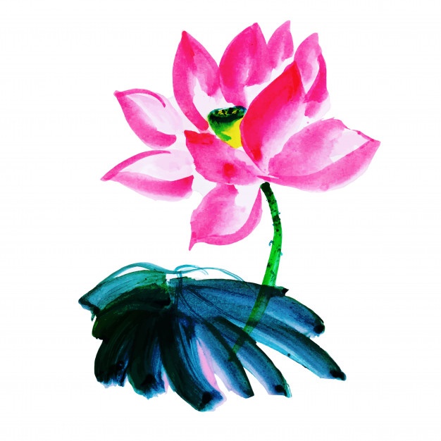626x626 Lotus Leaf And Flower Drawings Vector Premium Download