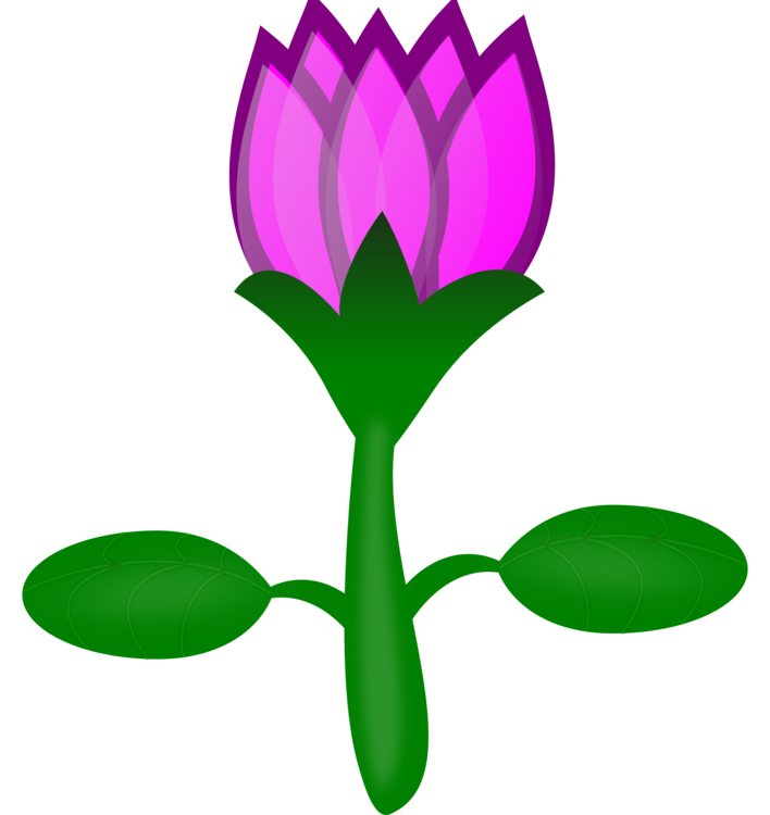 708x750 Sacred Lotus Pink Flowers Drawing Cartoon Cc0