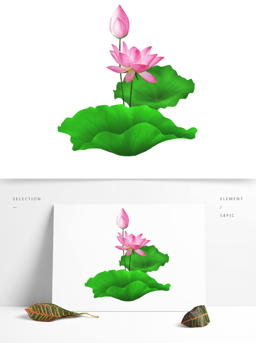 1024x1369 Lotus Leaf Png Images