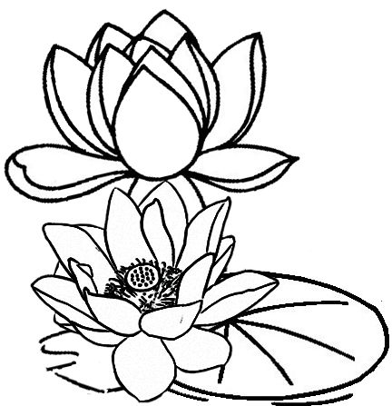 432x447 Five Delightful Lotus Coloring Pages For All Ages