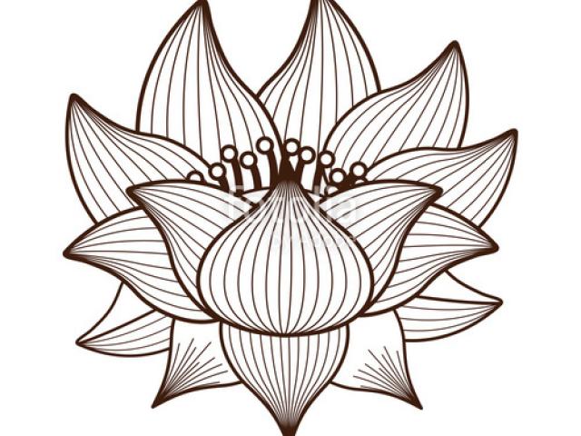 640x480 Lotus Flower Line Drawing