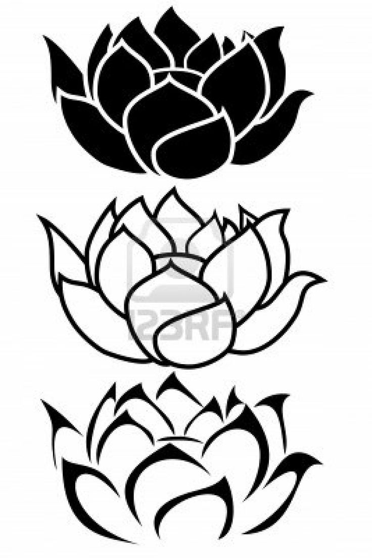 736x1102 Lotus Flower Line Drawing