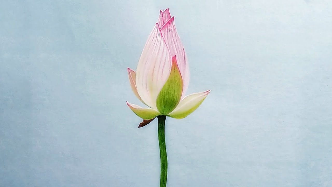 1280x720 Lotus Bud Drawing