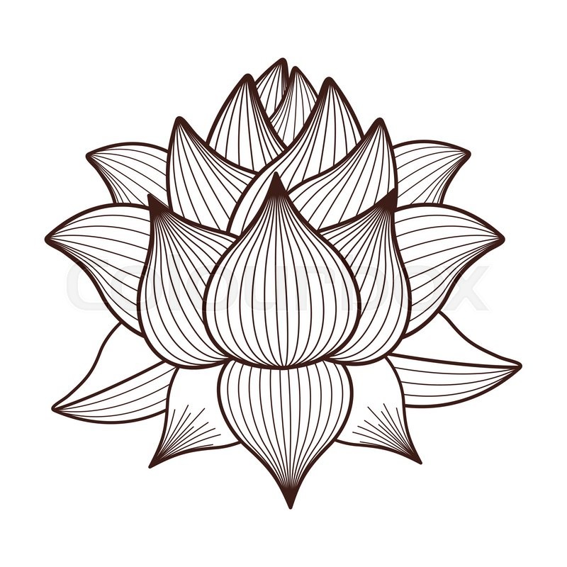 800x800 Lotus Flower Drawing Isolated Icon Stock Vector Colourbox