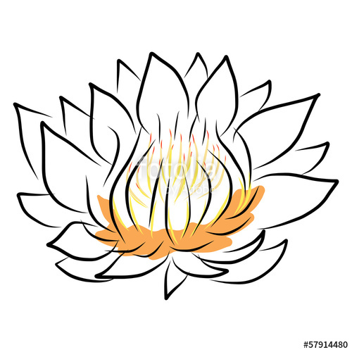 500x500 Hand Drawing Water Lily, Lotus, Flower Stock Image And Royalty