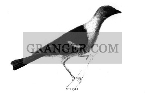 500x341 Image Of Louisiana Tanager