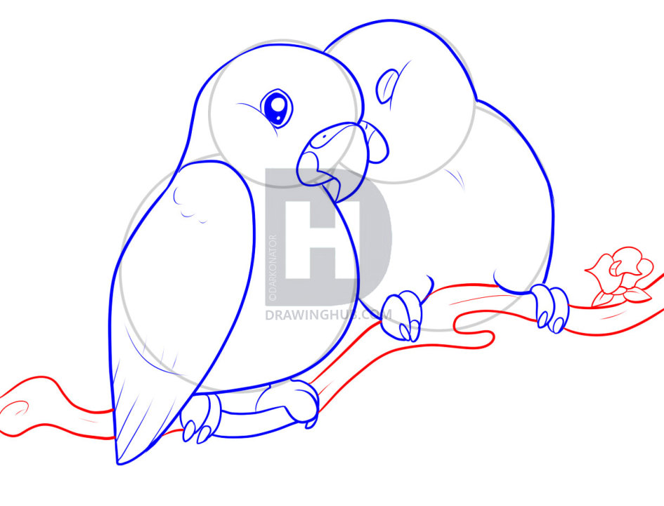 945x720 How To Draw Lovebirds, Step