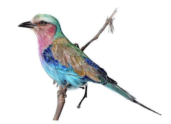 600x436 Love Birds Drawings