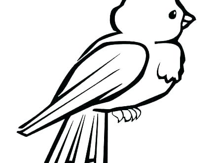 440x330 Parrot Bird Coloring Pages Simple Color