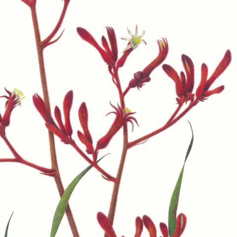 480x480 My Love Of Botanical Art And Colored Pencils