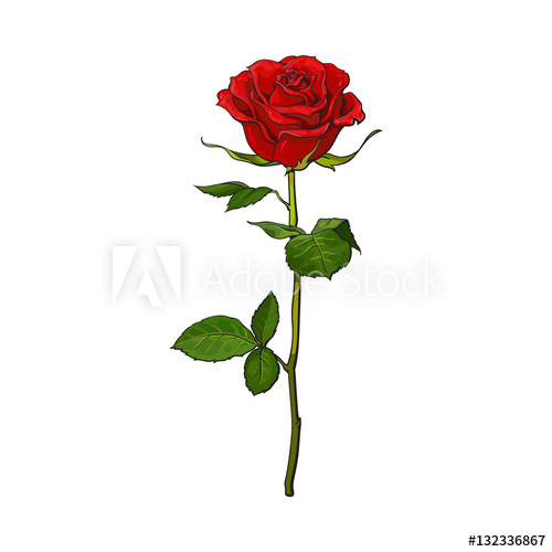 500x500 Deep Red, Ruby Rose Flower With Green Leaves, Sketch Style Vector
