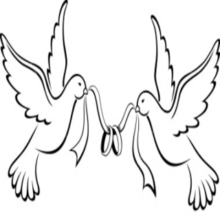 320x320 Drawing, Bird, Wedding, Transparent Png Image Clipart Free Download