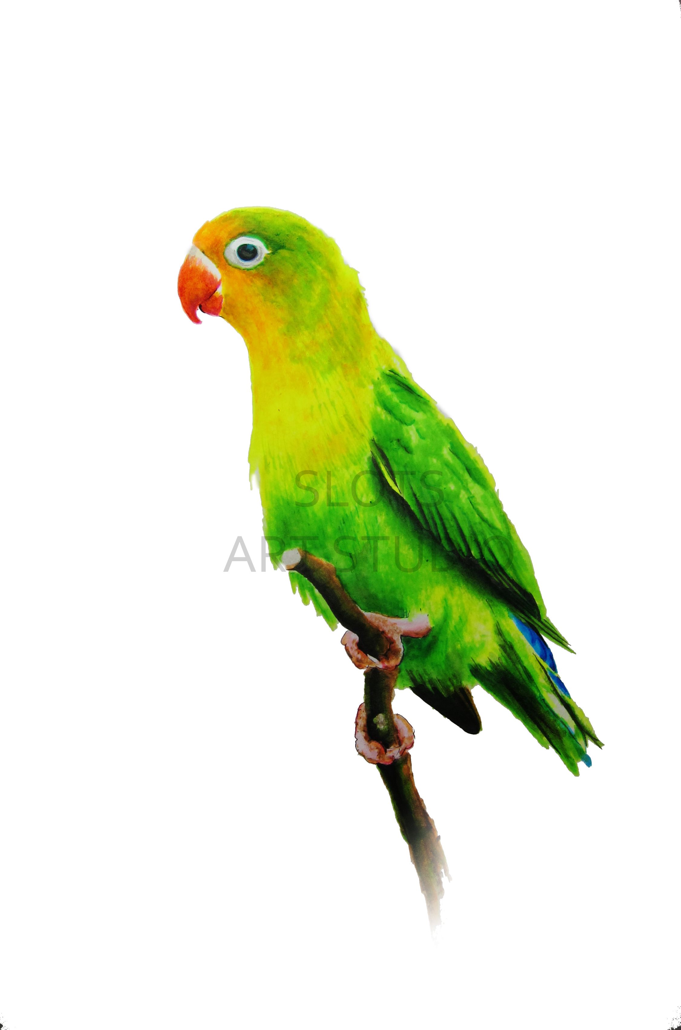 2251x3403 drawn lovebird parakeet