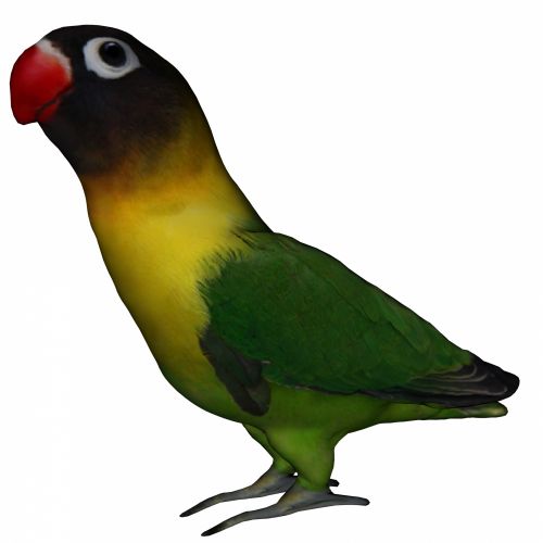 500x500 Free Photos Lovebird Search, Download