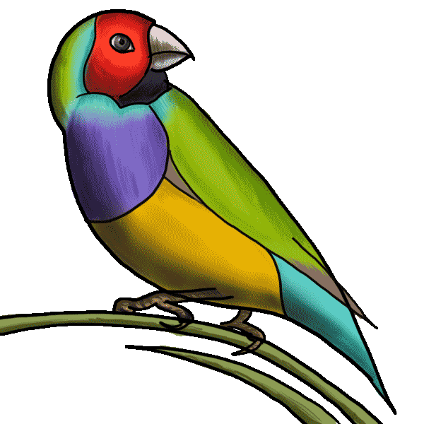 600x600 Instructions On How To Draw Birds Nice Drawing