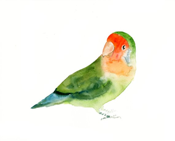 570x457 Lovebird Art Print Bird Watercolor Print Giclee Etsy