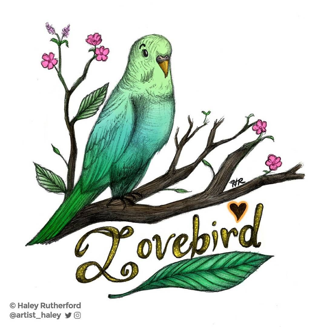 1080x1080 Little Lovebird