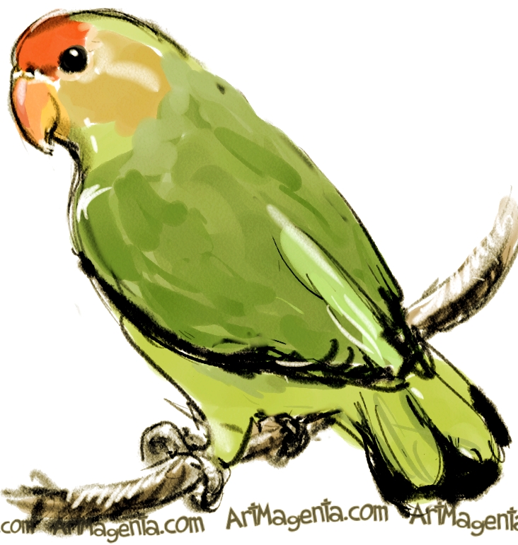 732x771 Birds Black Winged Lovebird