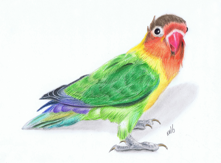 840x620 Lovebird Foundmyself