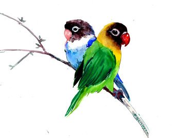 340x270 Lovebird Artwork Etsy