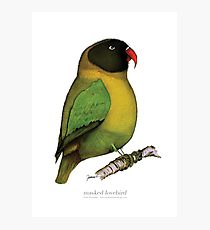210x230 Masked Lovebird Drawing Photographic Prints Redbubble