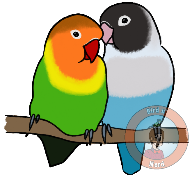 660x640 collection of free parrot drawing peach faced lovebird download
