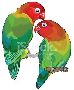 246x299 pair of fischer's lovebirds premium clipart