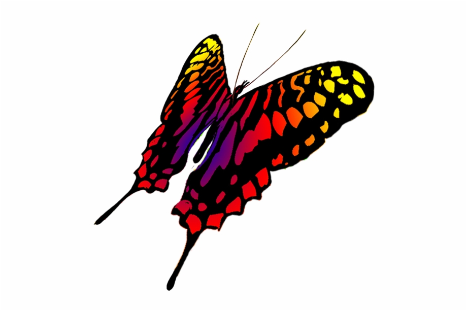 920x613 Drawing Of Swallowtail Butterfly